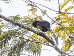 Princess Stephanie's Astrapia photo 3