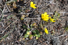 Crocidium multicaule