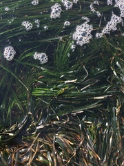 Phyllospadix scouleri