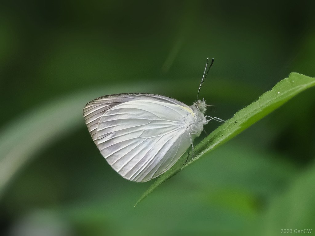 Appias aegis