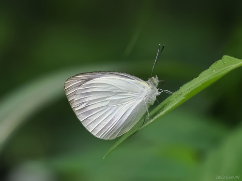 Appias aegis