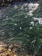 Phyllospadix scouleri