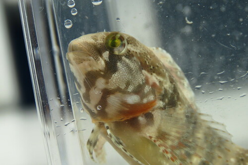 Florida blenny (Chasmodes saburrae) — Blenniidae — 4