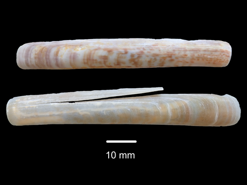 Solen vaginoides