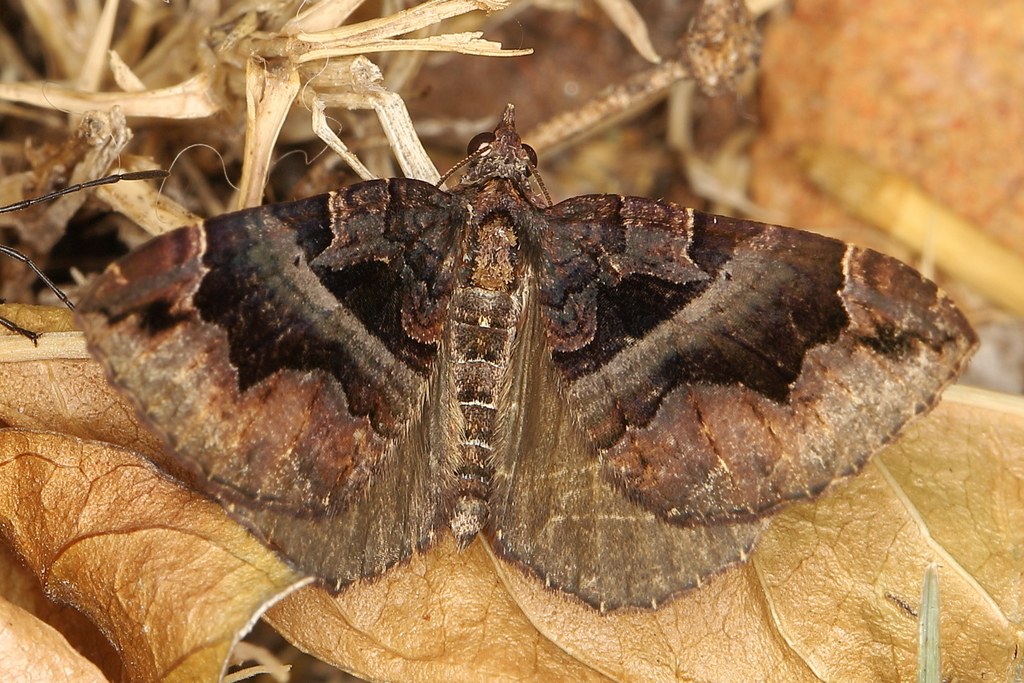 Gonanticlea meridionata