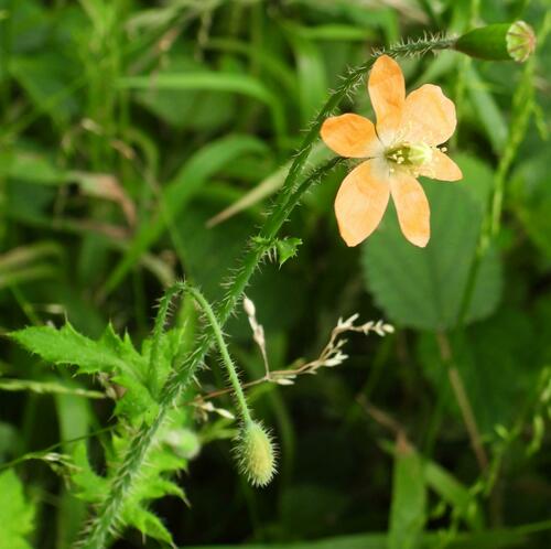 Orange poppy (Afropapaver aculeatum)