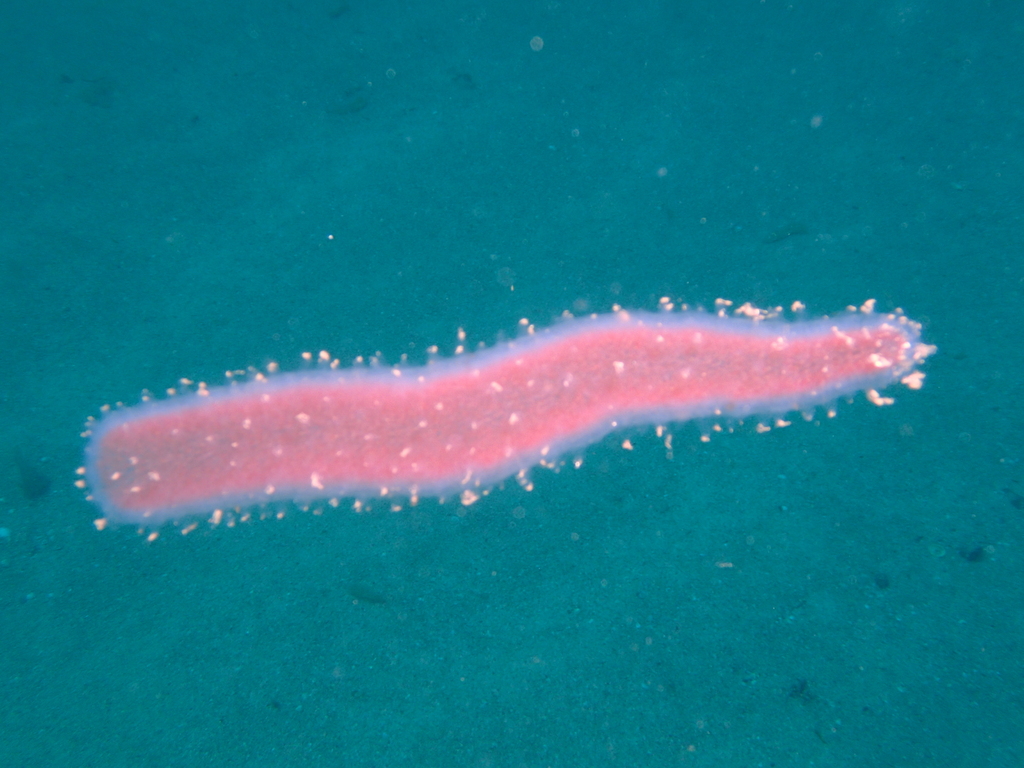 Pyrosoma atlanticum from Rainbow Warrior, Northland, New Zealand on ...