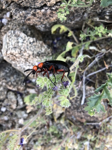 iNaturalist observation photo of Master Blister Beetle