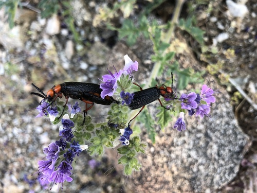iNaturalist observation photo of Master Blister Beetle