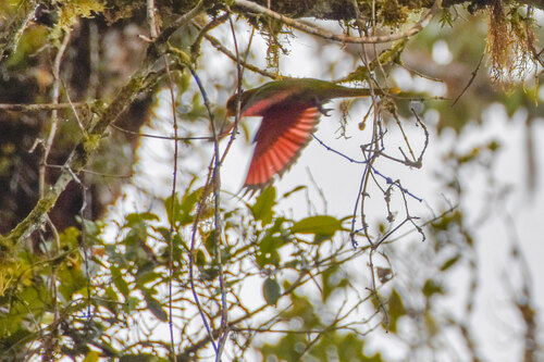 Yellow-billed Lorikeet (Neopsittacus musschenbroekii), photo 7