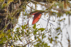 Yellow-Billed Lorikeet photo 1