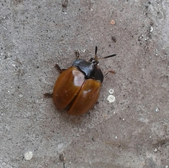 Chelymorpha cribraria