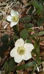 Rubus hirsutus