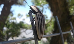 Chalcolepidius limbatus