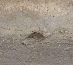 Sparedrus aspersus
