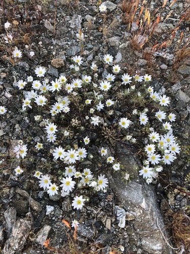 iNaturalist observation photo of Mojave desertstar