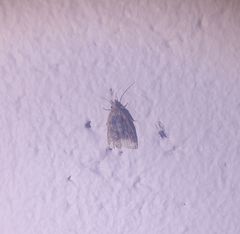 Platynota flavedana