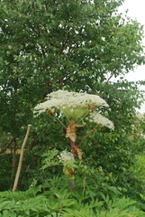 Angelica ursina