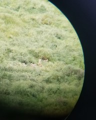 Vulpes macrotis mutica