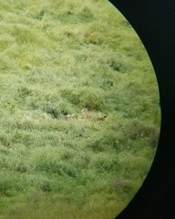 Vulpes macrotis mutica