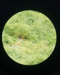 Vulpes macrotis mutica