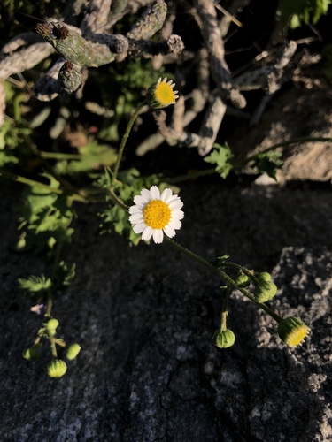 iNaturalist observation photo of Emory's rockdaisy