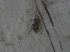 Agelenidae