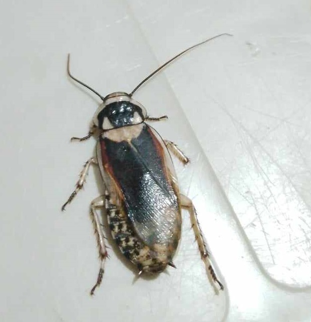 Proscratea complanata