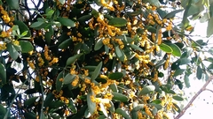 Phoradendron yucatanum