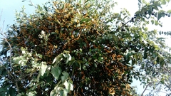 Phoradendron yucatanum