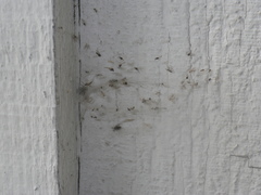 Agelenidae