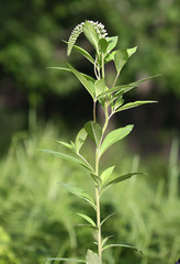Lysimachia volkovae