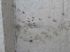 Agelenidae