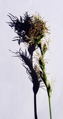 Carex pallida