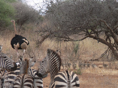 Struthio camelus massaicus