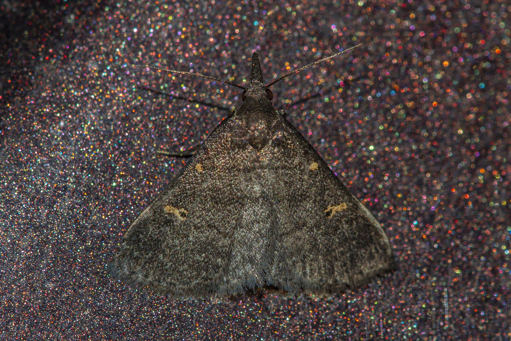 Naarda symethusalis