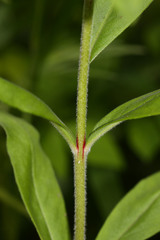 Lysimachia volkovae
