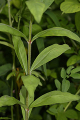Lysimachia volkovae