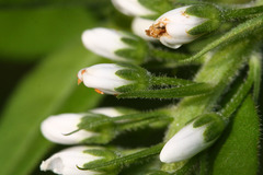 Lysimachia volkovae