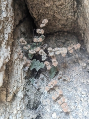 Myriopteris parryi image