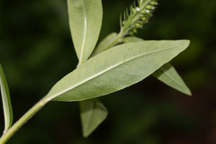 Lysimachia volkovae