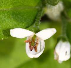 Lysimachia volkovae