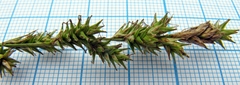 Carex pallida