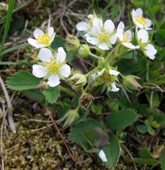 Fragaria vesca americana