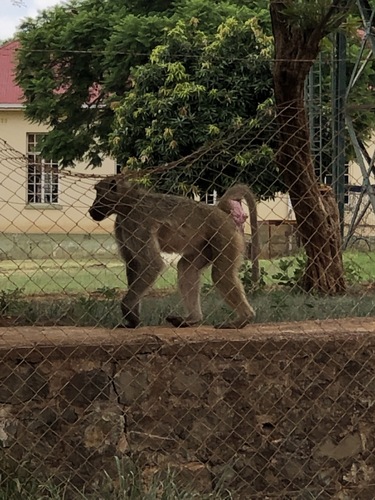 Chacma Baboon