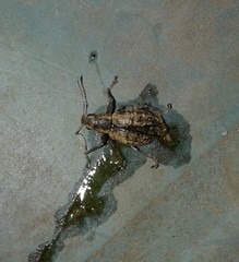Naupactus versatilis