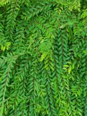 Phyllanthus myrtifolius