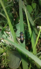 Strongylium testaceotibiale