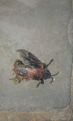 Coraliomela quadrimaculata