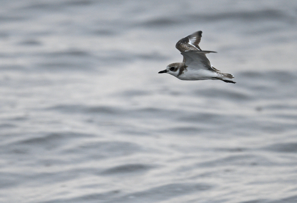 Tibetan Sand-Plover from Buleleng Regency, Bali, Indonesia on December ...